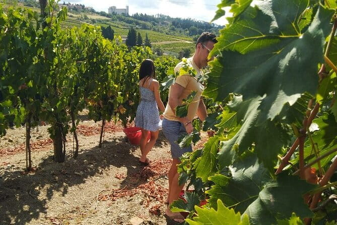 Grape Stomping and Wine Tasting in Tuscany - Meeting Point in Chianti for Easy Access