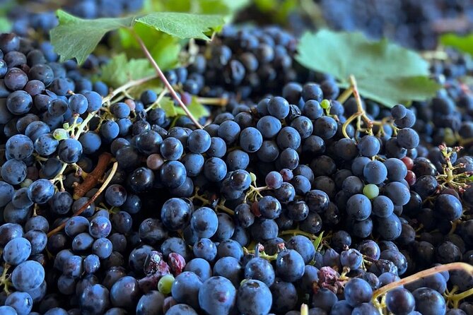 Grape Stomping Experience and Wine Tasting - Discover the Charm of Grape Stomping and Wine Tasting in Florence