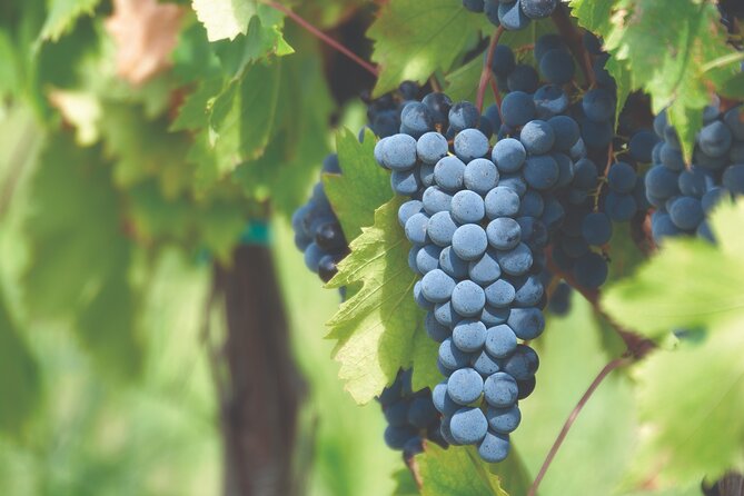 Grape Stomping Experience and Wine Tasting - The Art of Traditional Grape Stomping Explored