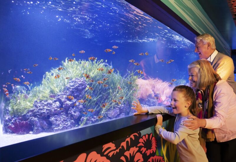 Grapevine: SEA LIFE Grapevine Aquarium General Admission - The Experience in Practice: What Visitors Say
