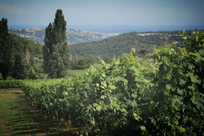 Grasse, Gourdon and local wine tasting - The Guide’s Role and Language