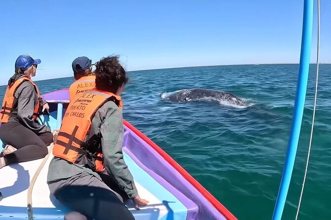 Gray Whale Tour Private Group from La Paz Limited to 8 - Discover the Private Gray Whale Tour from La Paz for Small Groups