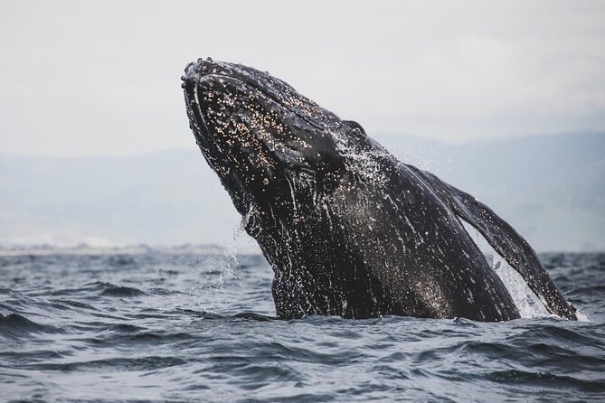 Gray Whale Tour Private Group from La Paz Limited to 8 - Exploring Bahía Almeja Before Whale Watching