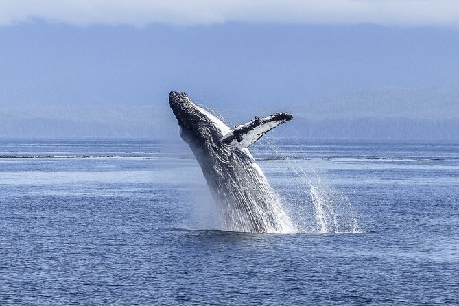 Gray Whale Tour Private Group from La Paz Limited to 8 - Visiting Puerto Chale, the Gateway to Gray Whales