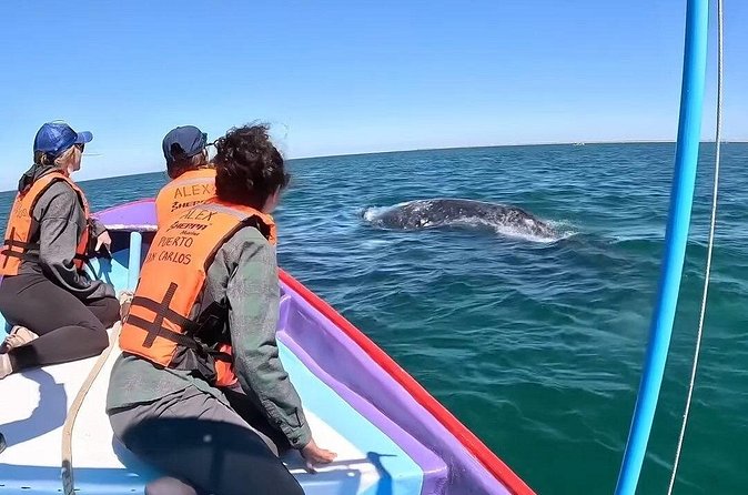 Gray Whale Tour Private Group from La Paz Limited to 8 - Intimate Wildlife Encounters with Gray Whales