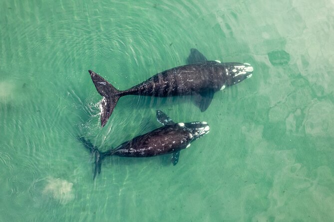 Gray Whale Tour Private Group from La Paz Limited to 8 - The Role of the Guide and Naturalists