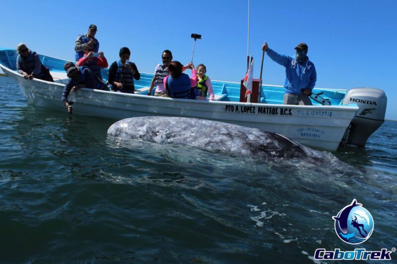 Gray Whale-Watching 2-Day Experience in Magdalena Bay - Key Points