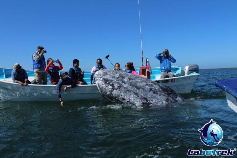 Gray Whale-Watching 2-Day Experience in Magdalena Bay - Magdalena Bay: The Home of Gray Whales in Baja California Sur