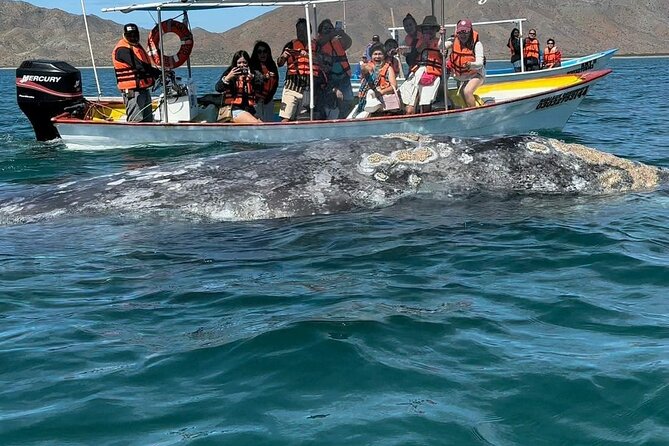 Gray Whale watching in Magdalena Bay From Los Cabos - Key Points