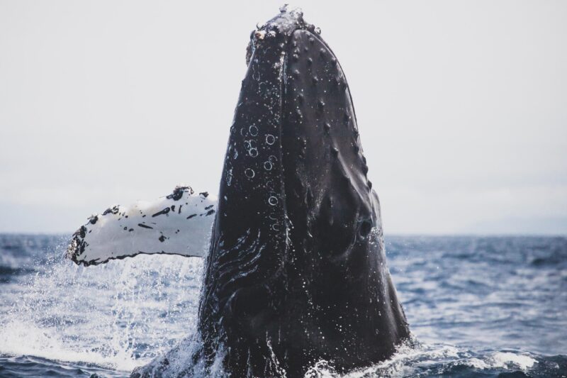 Gray Whale watching in Magdalena Bay From Los Cabos - Encountering Gray Whales in Bahia Magdalena
