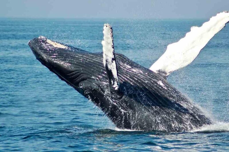 Gray Whale watching in Magdalena Bay From Los Cabos - The Shared Boat Experience and Whale Watching Techniques