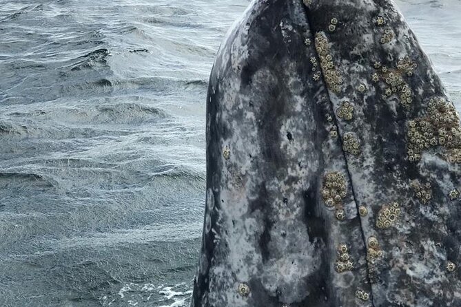 Gray Whale watching in Magdalena Bay From Los Cabos - Best Seasons to Spot Baby Gray Whales