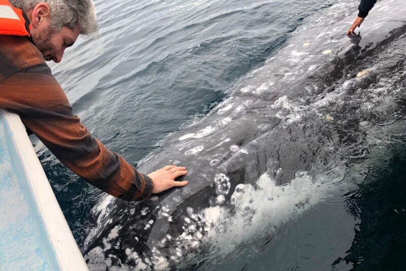 Gray Whale watching in Magdalena Bay From Los Cabos - Practical Tips for a Smooth Trip