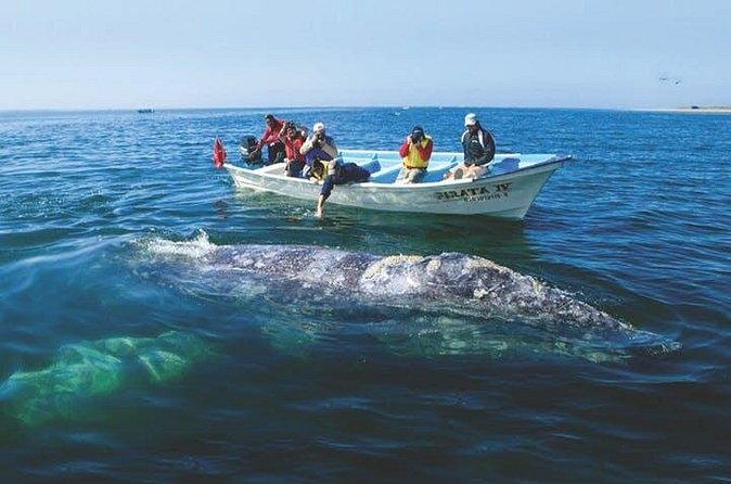 Gray Whale Watching Tour at Lopez Mateos - What Makes the Panga Boat Experience Unique?