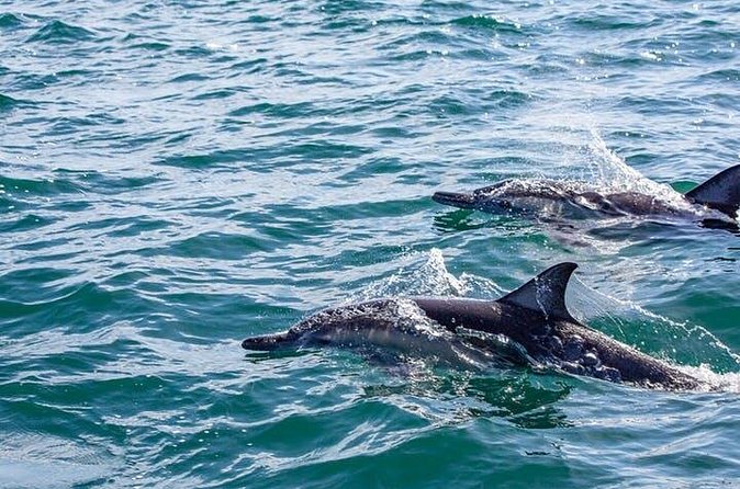 Gray Whale Watching Tour at Lopez Mateos - Meet the Friendly Gray Whales in Magdalena Bay