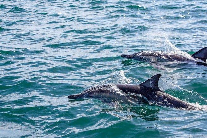 Gray Whale Watching Tour at Lopez Mateos - The Wildlife Encounter: Dolphins and More