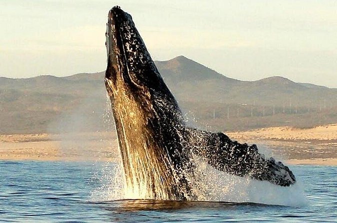 Gray Whale Watching Tour at Lopez Mateos - The Experience of a Guided Wildlife Tour in Loreto