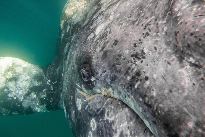 Gray Whale Watching Tour with Marine Biologist and Small Group - Key Points