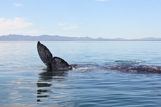 Gray Whale Watching Tour with Marine Biologist and Small Group - Respectful Observation and Eco-Conscious Approach