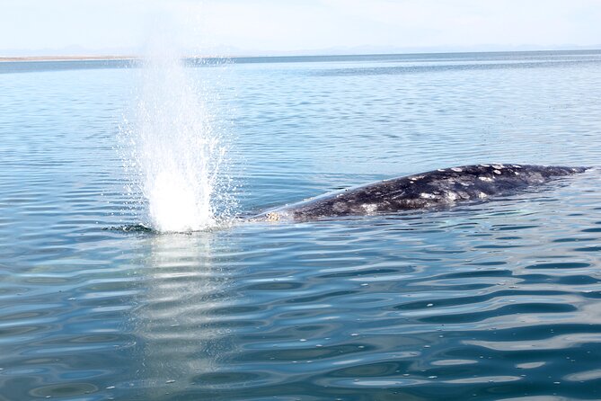 Gray Whale Watching Tour with Marine Biologist and Small Group - The Fresh Seafood Lunch and Cultural Touches
