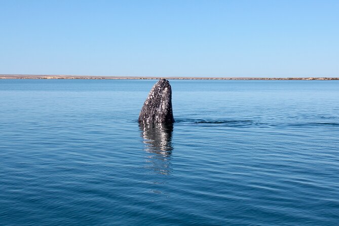 Gray Whale Watching Tour with Marine Biologist and Small Group - Practical Details: Booking, Cancellation, and Accessibility
