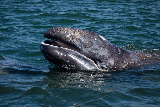Gray Whales Watching in Magdalena Bay - Key Points