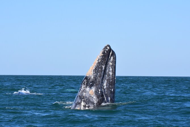 Gray Whales Watching in Magdalena Bay - Seamless Logistics and Comfortable Transportation