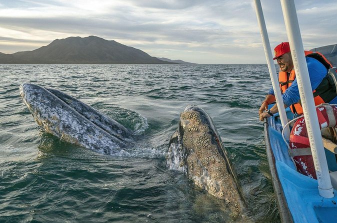 Gray Whales Watching in Magdalena Bay - Accessibility and Booking Flexibility