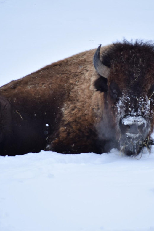 Great Plains Zoo - Primate Paradise and Monkey Encounters