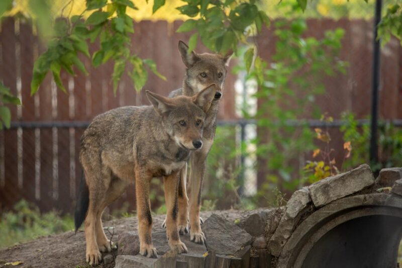Great Plains Zoo - Who Will Most Enjoy This Tour?