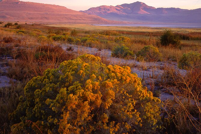 Great Salt Lake and Antelope Island Day Tour - Key Points