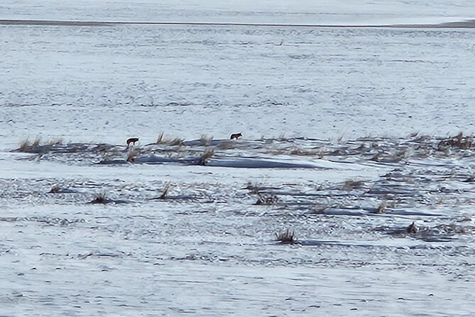 Great Salt Lake and Antelope Island Day Tour - Timing, Pacing, and Practical Considerations
