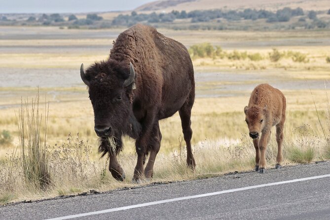 Great Salt Lake Safari - Discover Antelope Island - Starting Point and Ease of Access