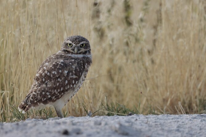 Great Salt Lake Safari - Discover Antelope Island - Why This Tour Stands Out from Others