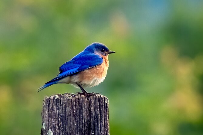 Great Smoky Mountains National Park Self-Guided Driving Tour - Unique Scenic Overlooks and Historical Sites