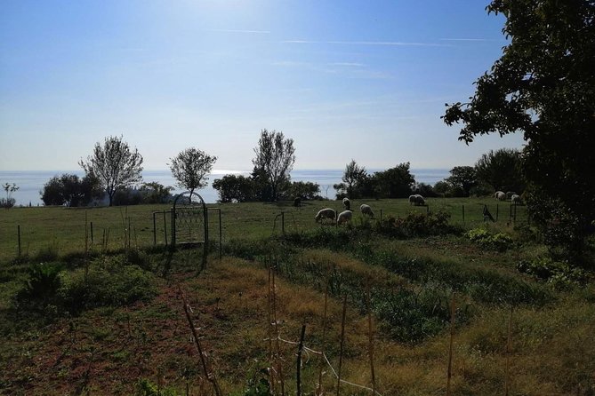 Great tour of coastal monasteries in Budva - Walking on the path of history! - Practical Information and Booking Details