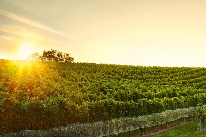 Great Wine Tour in Small Carpathian Hills - Explore the Small Carpathian Hills on a Private Wine and Culture Tour