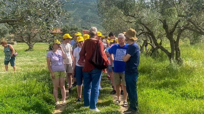 Greece in a Drop: Olive Grove Walk and Olive Oil Tasting - Summary of the Greece in a Drop Tour
