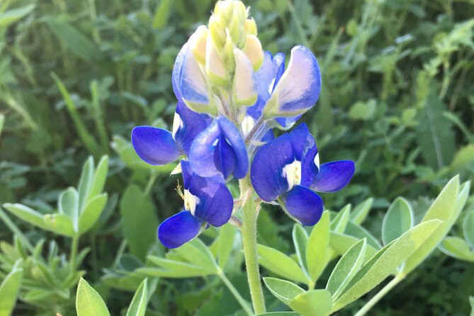 Greenbelter Safari Hikes - Discover Austin’s Natural Beauty with Greenbelter Safari Hikes