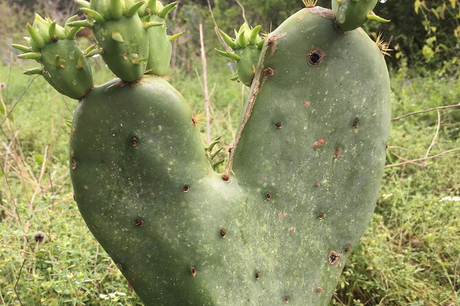 Greenbelter Safari Hikes - Key Points