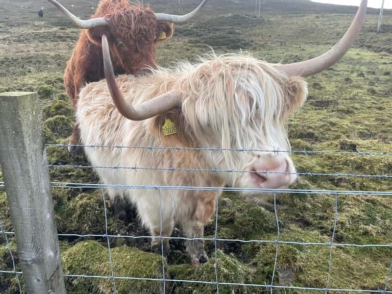 Greenock: Loch Lomond & The Trossachs National Park Tour - Key Points