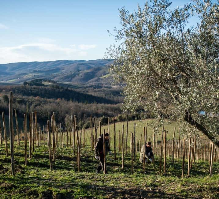 Greve in Chianti: Tenuta Casenuove Wine Tour & Tasting - Key Points