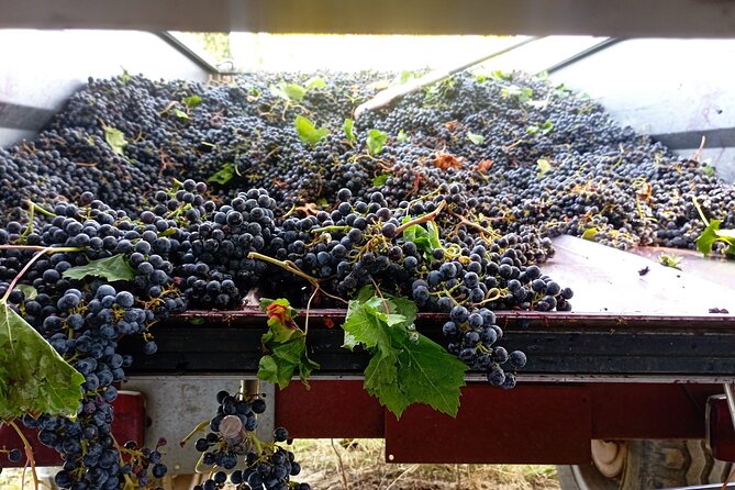 Greve in Chianti Wine Tasting and Winery Tour - Food and Additional Products: Limited but Authentic