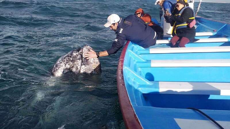 Grey Whale Watching at Mag Bay From Loreto - Key Points