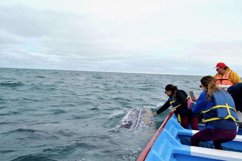 Grey Whale Watching at Mag Bay From Loreto - What Makes the Boat Safari in Mag Bay Unique?
