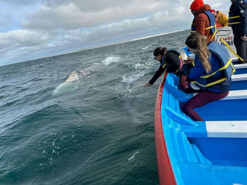 Grey Whale Watching at Mag Bay From Loreto - Lunch Break and Return to Loreto