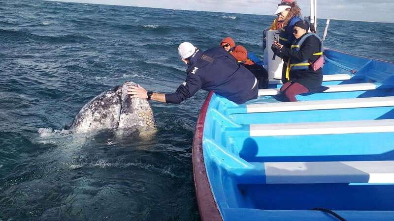 Grey Whale Watching at Mag Bay From Loreto - Logistics and Group Experience