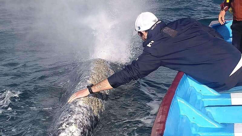Grey Whale Watching at Mag Bay From Loreto - Provider Reputation and Booking Flexibility