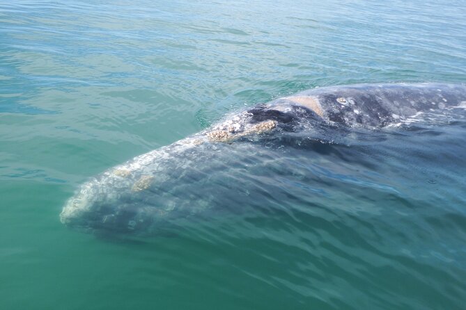 Grey whale watching in Puerto Chale, Mexico - Key Points