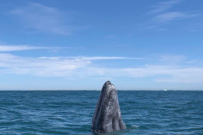 Grey whale watching in Puerto Chale, Mexico - Weather and Cancellation Policies